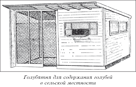 Мясные голуби и домашнее голубеводство
