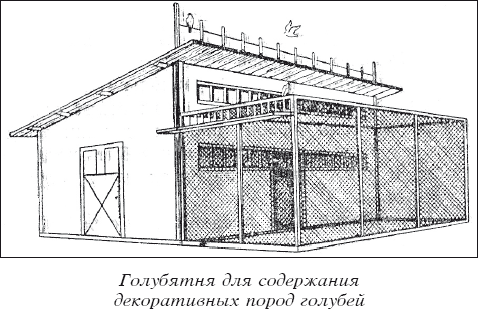 Мясные голуби и домашнее голубеводство