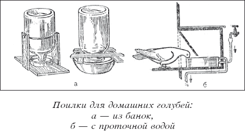 Мясные голуби и домашнее голубеводство
