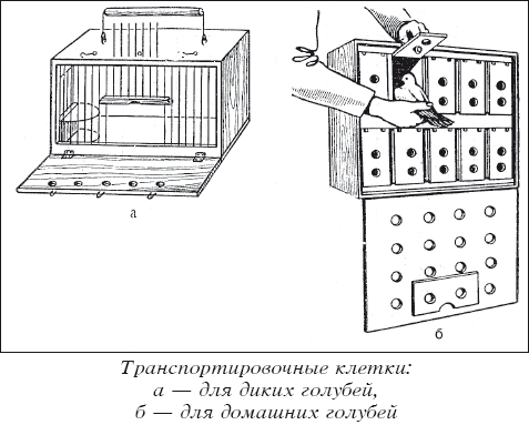 Мясные голуби и домашнее голубеводство