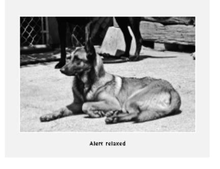 Cesar's Way - The Natural, Everyday Guide to Understanding and Correcting Common Dog Problems