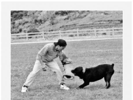 Cesar's Way - The Natural, Everyday Guide to Understanding and Correcting Common Dog Problems