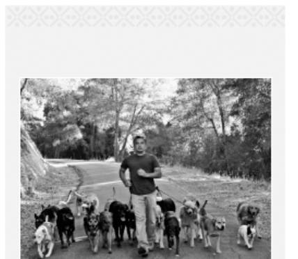 Cesar's Way - The Natural, Everyday Guide to Understanding and Correcting Common Dog Problems
