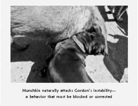 Cesar's Way - The Natural, Everyday Guide to Understanding and Correcting Common Dog Problems
