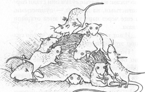 Крысявки. Крысиное житие в байках и картинках