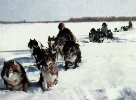 Ездовое собаководство Якутии