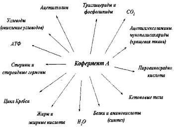 Питание мышц