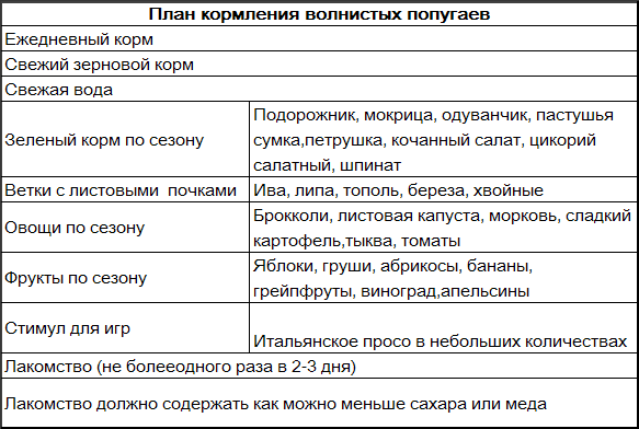 Волнистые попугаи
