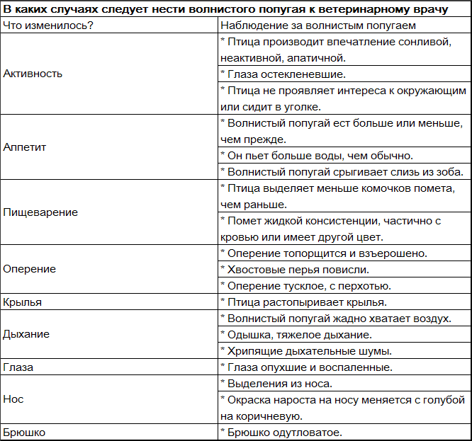Волнистые попугаи