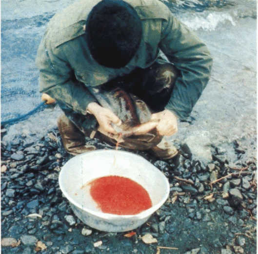 Лососи, бобры, каланы