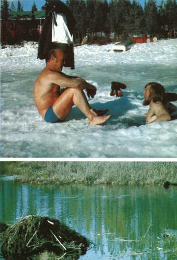 Лососи, бобры, каланы