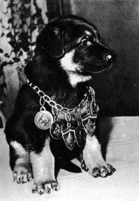 Юный дрессировщик