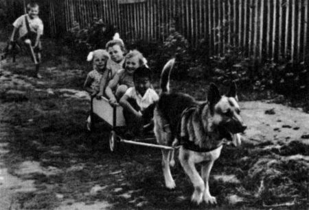 Юный дрессировщик