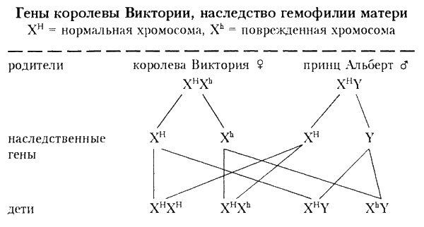 Цесаревич Алексей