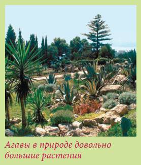 Луковичные растения