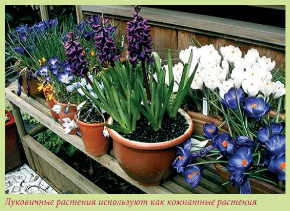 Луковичные растения
