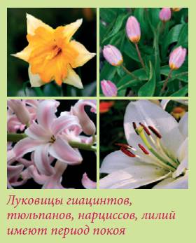 Луковичные растения