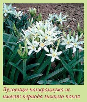 Луковичные растения