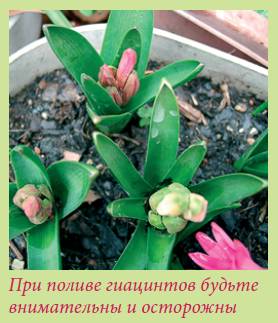 Луковичные растения