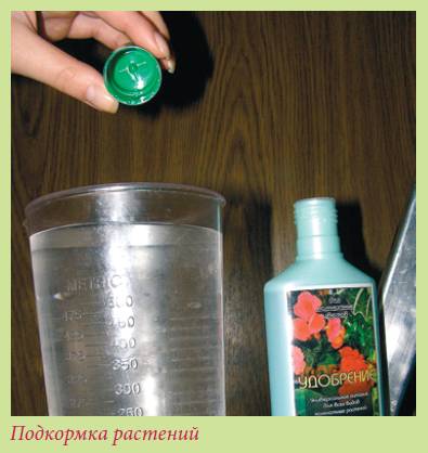 Луковичные растения