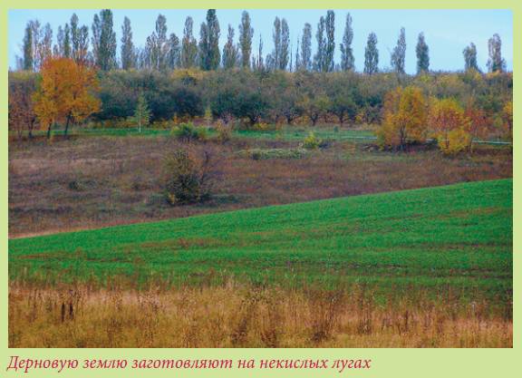 Луковичные растения
