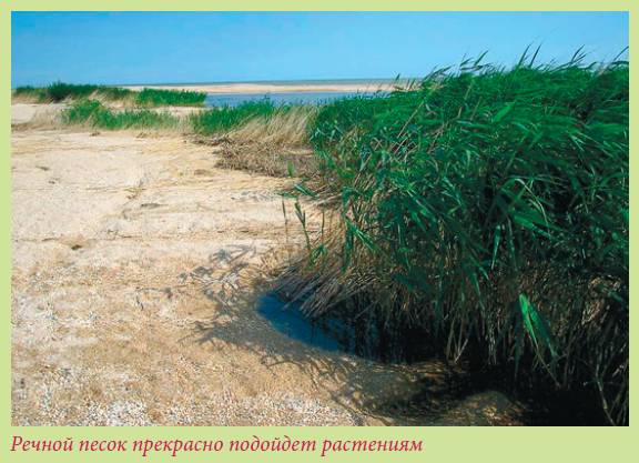 Луковичные растения