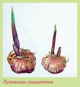 Луковичные растения