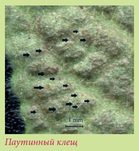 Луковичные растения