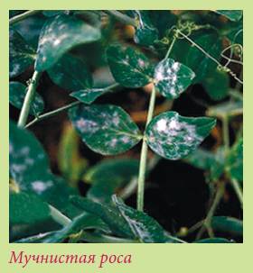 Луковичные растения