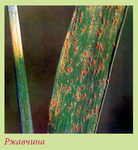 Луковичные растения