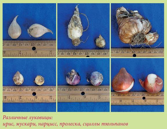 Луковичные растения