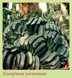 Луковичные растения
