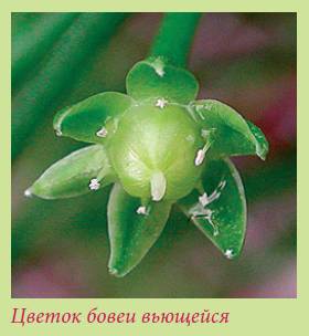 Луковичные растения