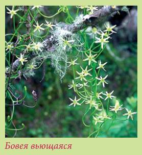 Луковичные растения