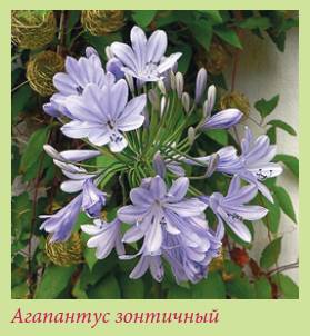 Луковичные растения