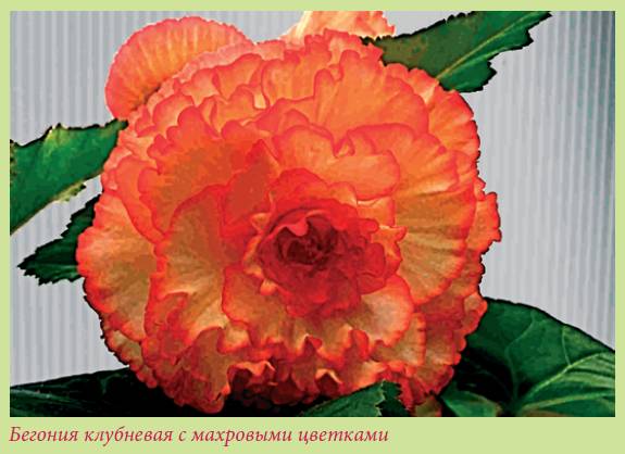 Луковичные растения