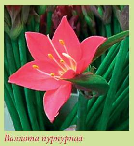 Луковичные растения