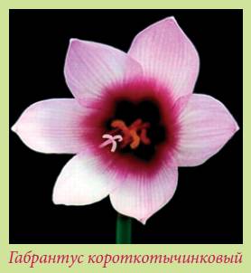 Луковичные растения