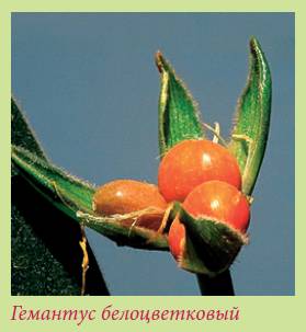 Луковичные растения