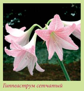 Луковичные растения