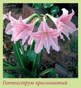 Луковичные растения