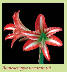 Луковичные растения