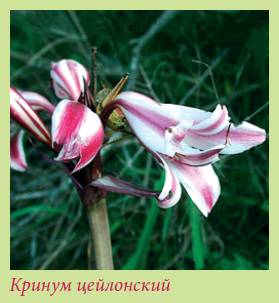 Луковичные растения