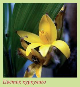 Луковичные растения