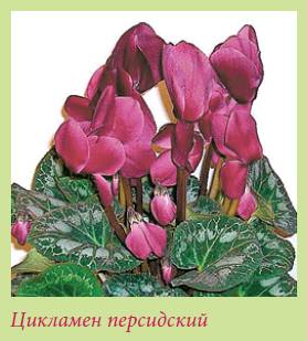 Луковичные растения