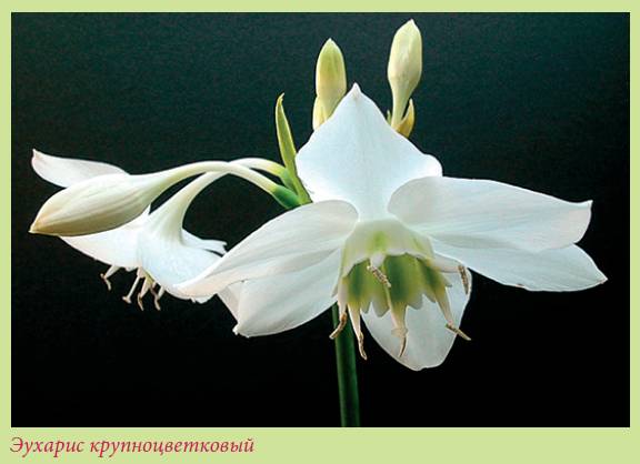 Луковичные растения