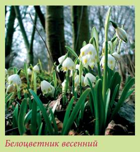 Луковичные растения