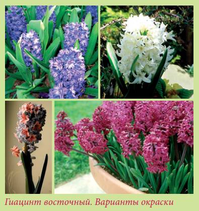 Луковичные растения