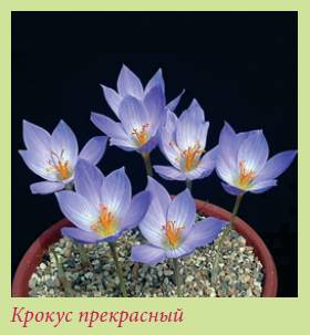 Луковичные растения