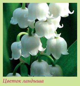 Луковичные растения